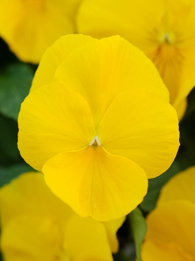 Партнер Виола F1 ампельная КУЛ ВЭЙВ ГОЛДЕН ЕЛЛОУ ^(5шт в амп), изображение 1