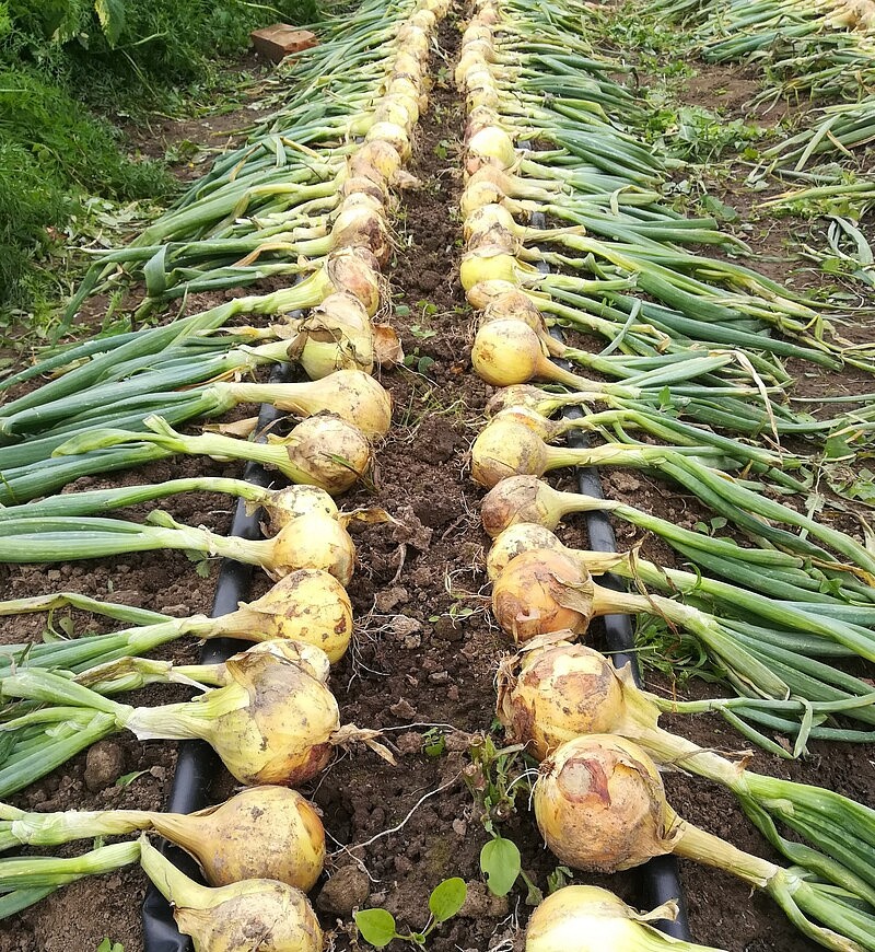 Партнер Лук репчатый КАНТРИ F1 ^(0,5г), изображение 1