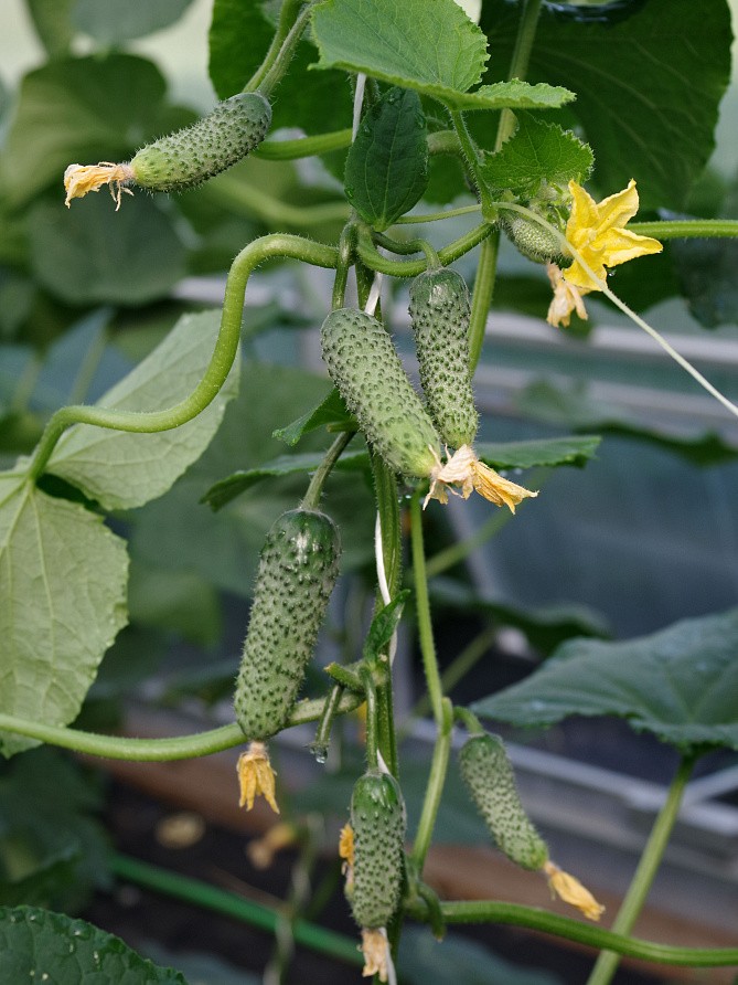 Партнер Огурец ДРУЖНЫЙ F1 ^(10шт), изображение 2