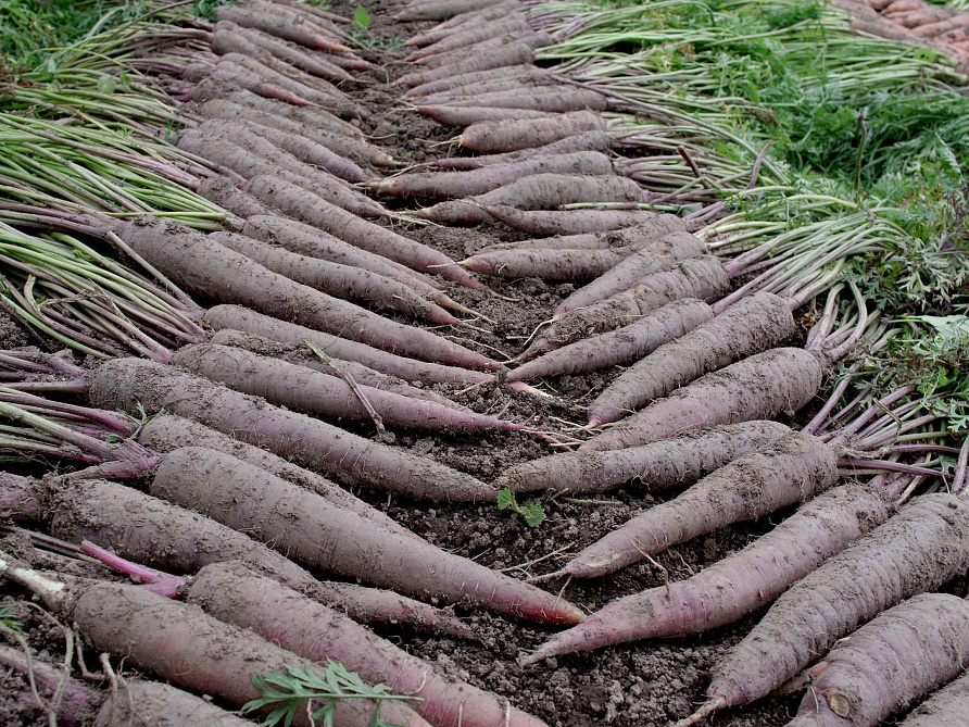 Партнер Морковь ПЁРПЛ САН F1 ^(0,5г), изображение 1