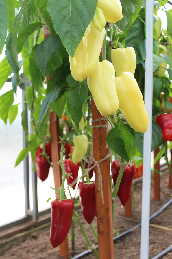 Партнер Перец ЗЛАТА ПРАГА F1 ^(10шт) 2-ной пак, изображение 2