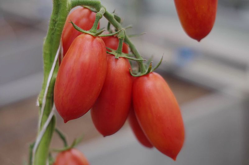 Партнер Томат ЛЕОН F1 ^(10шт) 2-ной пак, изображение 2