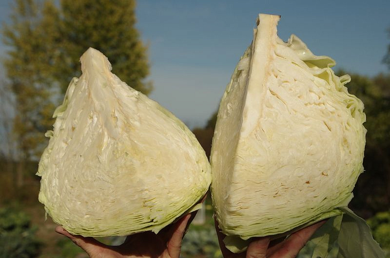 Партнер Капуста б/к МИШУТКА F1 ^(0,2г в амп), изображение 1