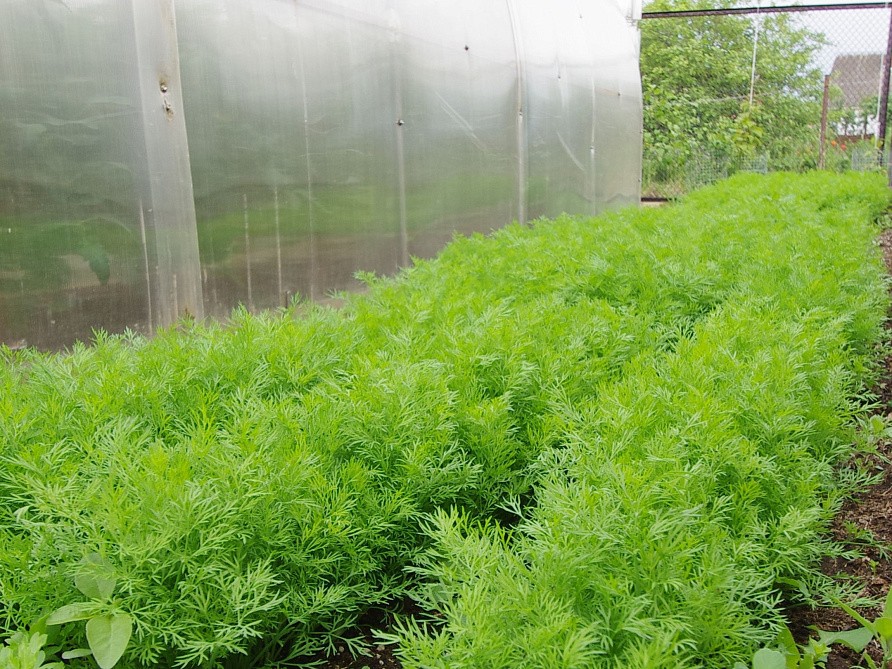 Партнер Укроп МОРАВАН ^(2г) , изображение 2