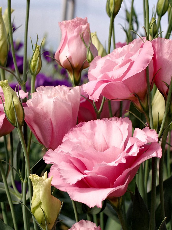 Партнер Эустома F1 срезочная махровая МАДАМ ДЖЕЙН ^(5шт в амп), изображение 3