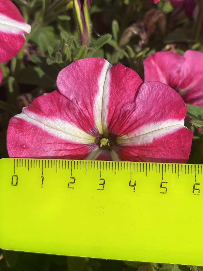 Партнер Петуния серия "Итальянка" АГНЕССА F1 /многоцветковая каскадная бело-розовая ^(5шт в амп), изображение 6