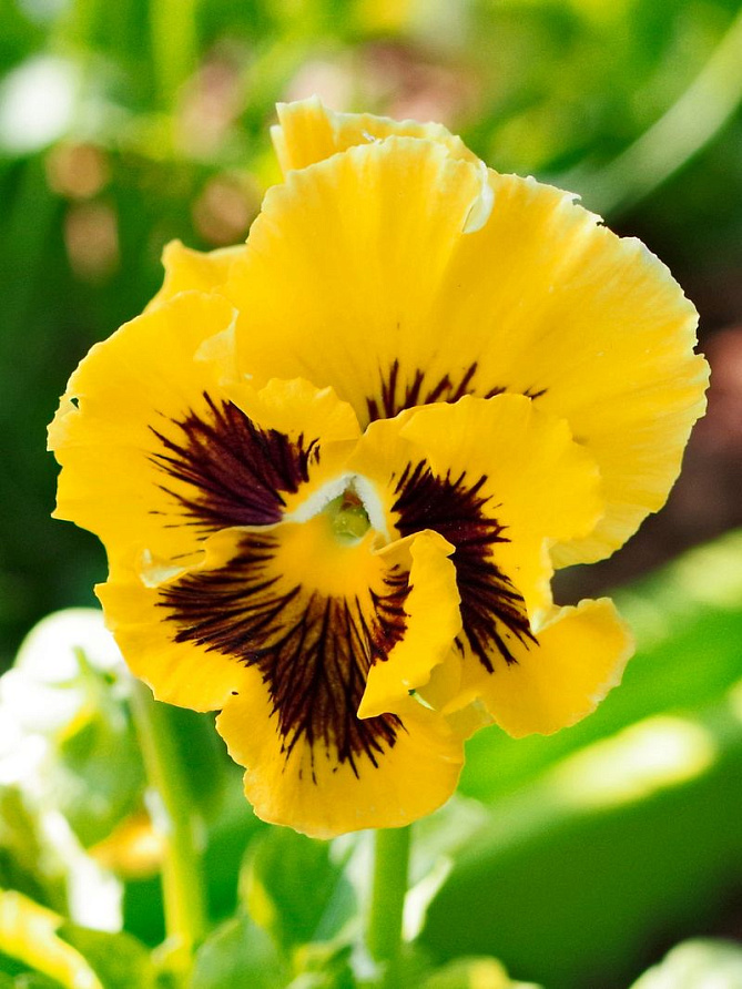 Партнер Виола F1 бахромчатая серия "Танго-манго" КАН КАН ^(5шт) 2-ной пак, изображение 3