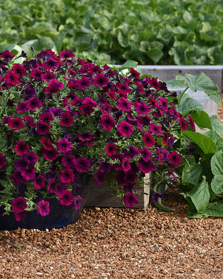 Партнер Петуния F1 серия ИЗИ ВЭЙВ БУРГУНДИ ВЕЛЮР/ многоцветковая каскадно-ампельная^(5шт в амп), изображение 2