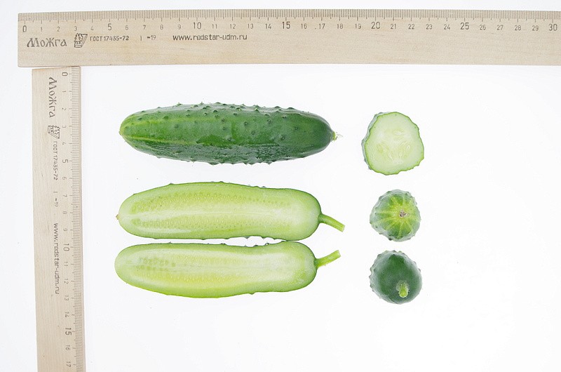 Партнер Огурец СПРИНТ F1 ^(0,5г), изображение 4