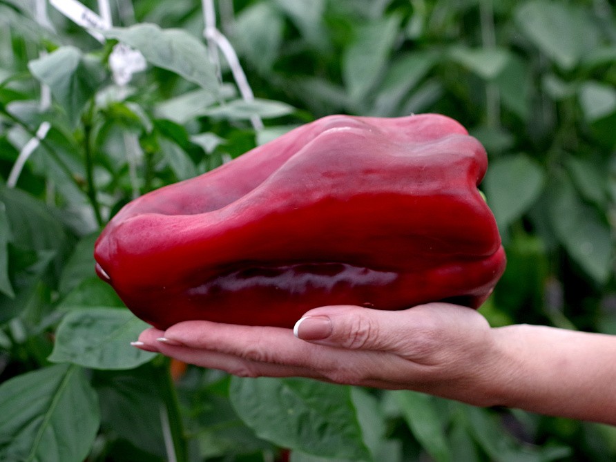 Партнер Перец ЛИВАДИЯ F1 ^(5шт) 2-ной пак, изображение 1