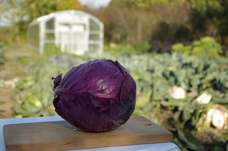 Партнер Капуста кр/к БЕНЕФИС F1 ^(0,3г), изображение 3