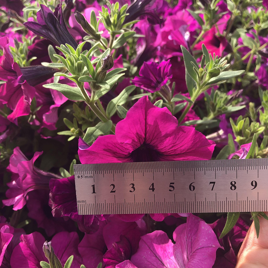 Партнер Петуния серия "Вивальди" ТАЙНА F1 / крупноцветковая ампельная^(5шт в амп), изображение 4