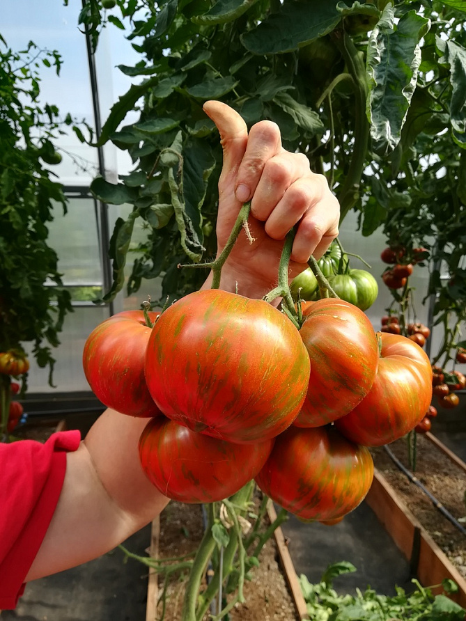 Партнер Томат ПОЛОСАТЫЙ ШОКОЛАД ^(10шт) 2-ной пак, изображение 6