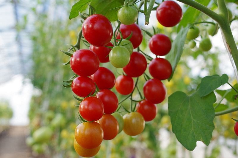 Партнер Томат ШОУ МЕН F1 ^(10шт) 2-ной пак, изображение 6