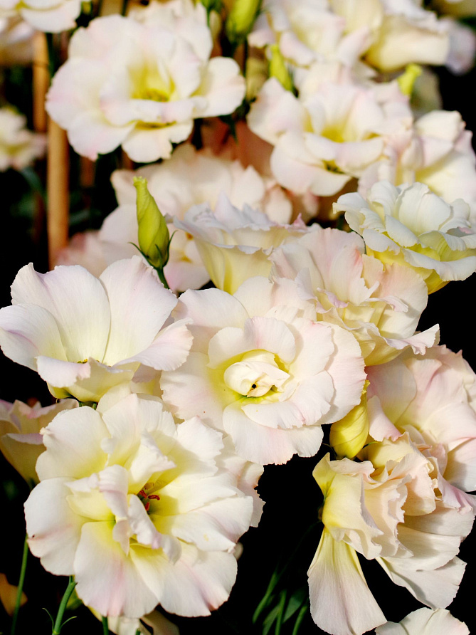 Партнер Эустома F1 срезочная махровая МАДАМ БАТТЕРФЛЯЙ ^(5шт в амп), изображение 4