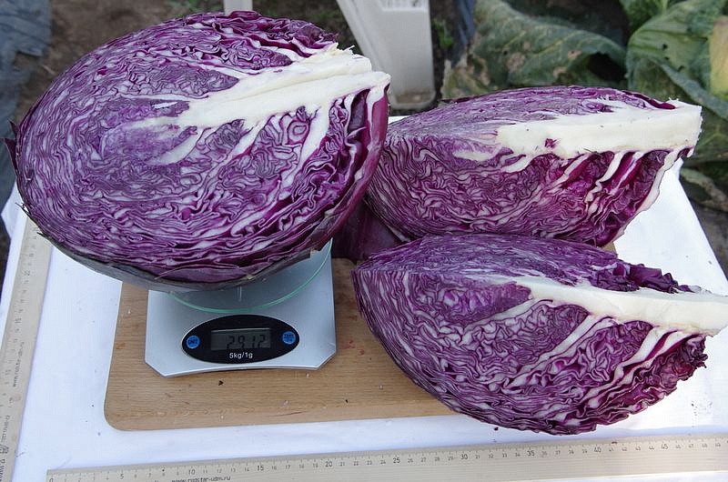 Партнер Капуста кр/к БЕНЕФИС F1 ^(0,3г), изображение 6