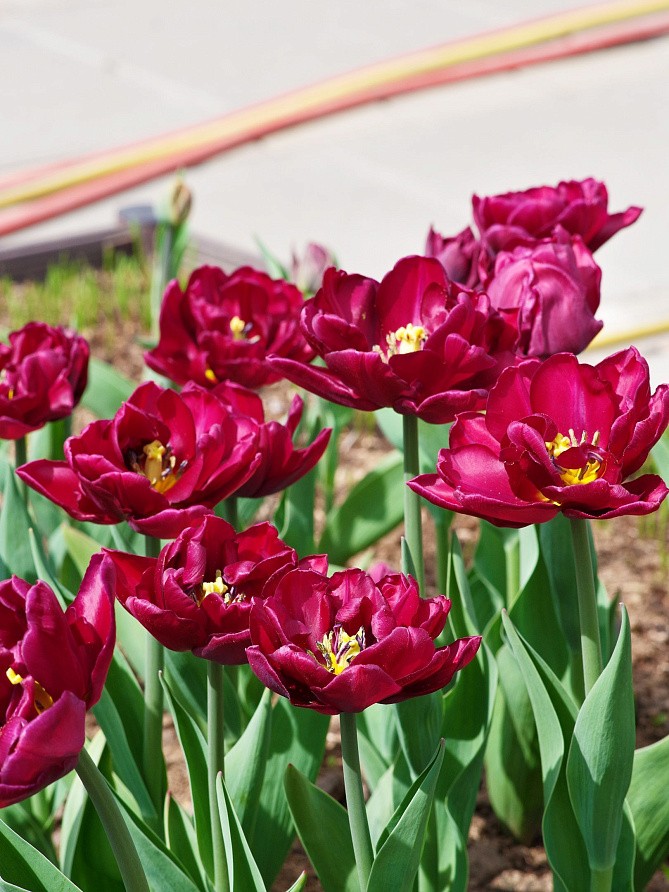 Партнер Тюльпан махровый ранний Элисон Бредли ^(5шт/уп), изображение 3