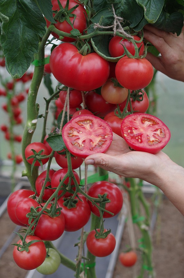 Партнер Томат КОРОЛЕВА F1 ^(5шт) 2-ной пак, изображение 4