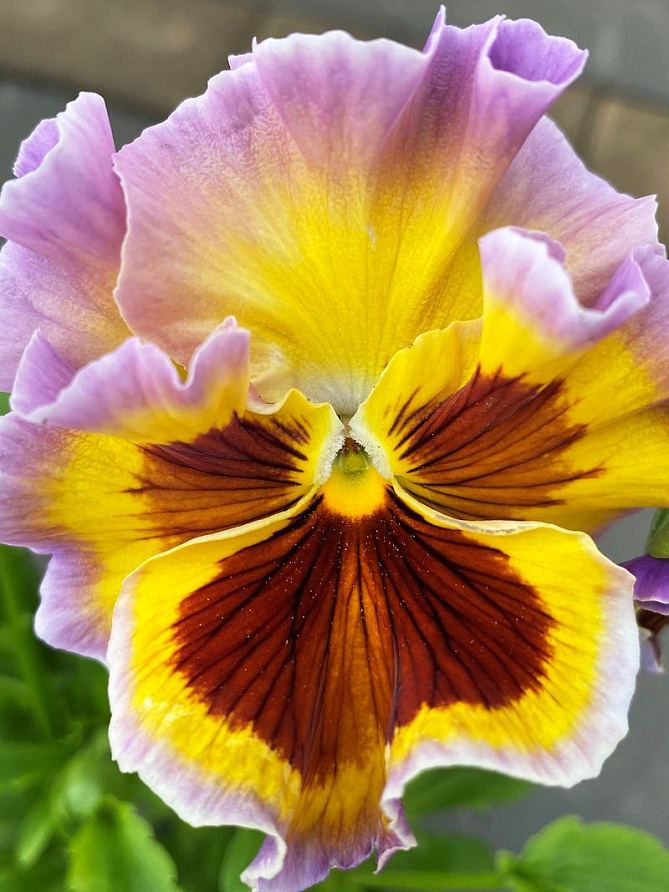 Партнер Виола F1 бахромчатая срезочная ЭПОХА БАРОККО ^(10шт в амп), изображение 2