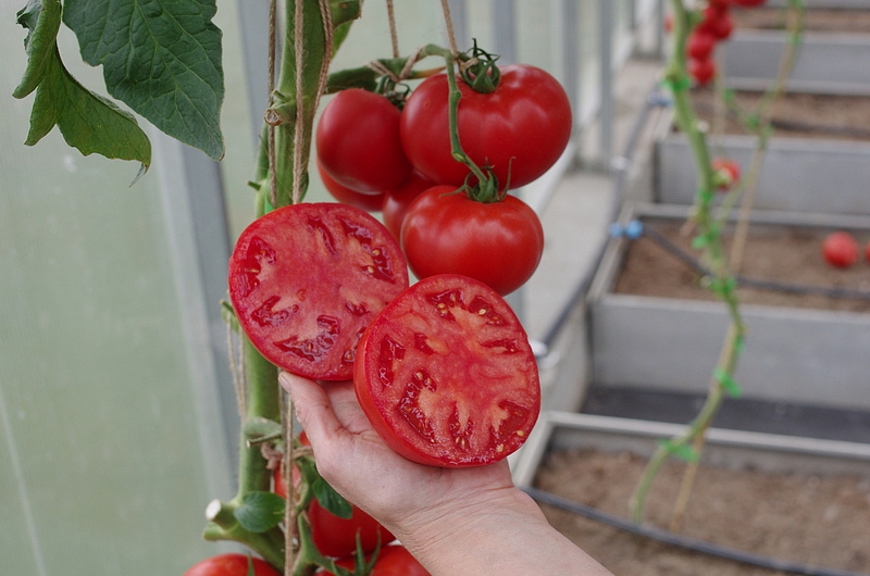 Партнер Томат КАСТЕЛЬЯНО F1 ^(5шт) 2-ной пак, изображение 5