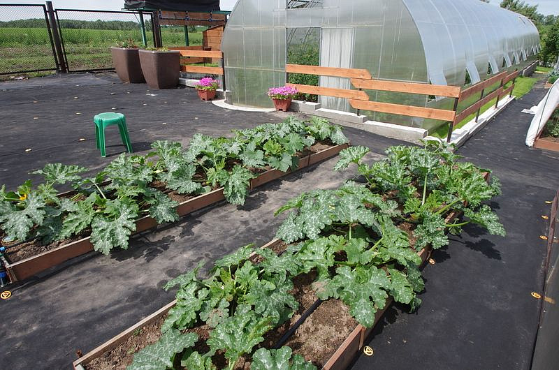 Партнер Кабачок цуккини НЕФРИТ ^(10шт), изображение 3