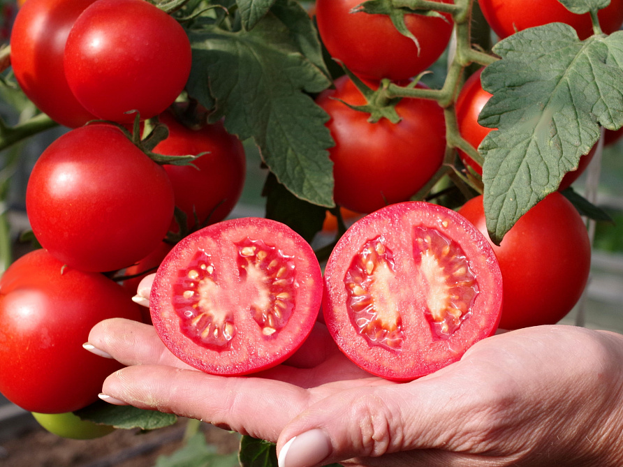 Партнер Томат АХМАР F1 ^(5шт) 2-ной пак, изображение 5