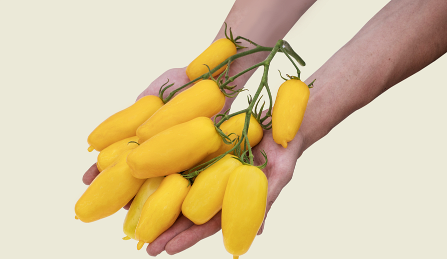 Партнер Томат БАНАНОВЫЕ НОГИ ^(10шт), изображение 9