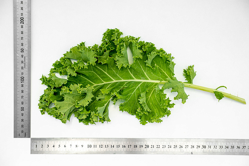 Партнер Капуста листовая кудрявая ТИНТОРЕТО ^(0,3г), изображение 4