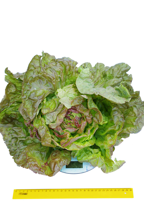 Партнер Салат кочанный РОЗМАРИ ^(1г), изображение 7