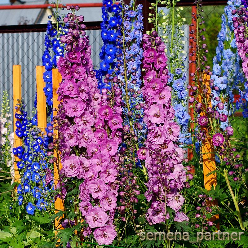 Партнер Дельфиниум F1 новозеландский ДАСКИ МАЙДЕНС ^(3шт), изображение 5