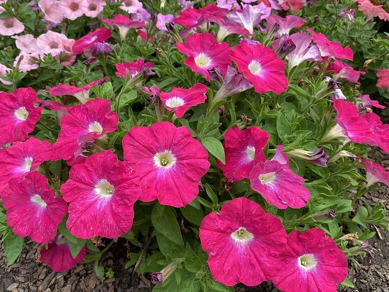 Партнер Петуния серия "Итальянка" РОЗАБЕЛЛА F1 / многоцветковая каскадная^(5шт в амп), изображение 4