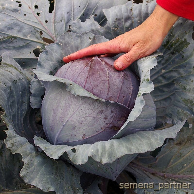 Партнер Капуста кр/к БЕНЕФИС F1 ^(0,3г), изображение 1