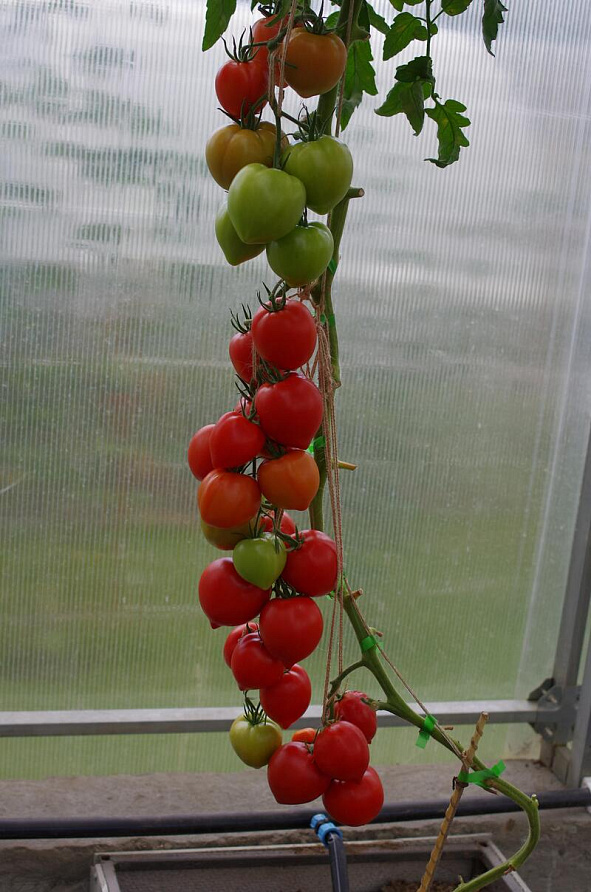 Партнер Томат ДЕМЕТРА F1 ^(10шт) 2-ной пак, изображение 9