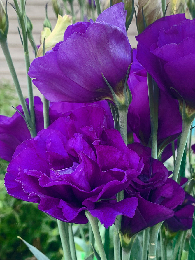 Партнер Эустома F1 срезочная махровая МАДАМ НАЙТЛИ ^(5шт в амп), изображение 3