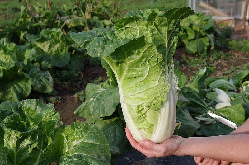 Партнер Капуста Пекинская НЕЖНОСТЬ F1 ^(0,5г), изображение 2