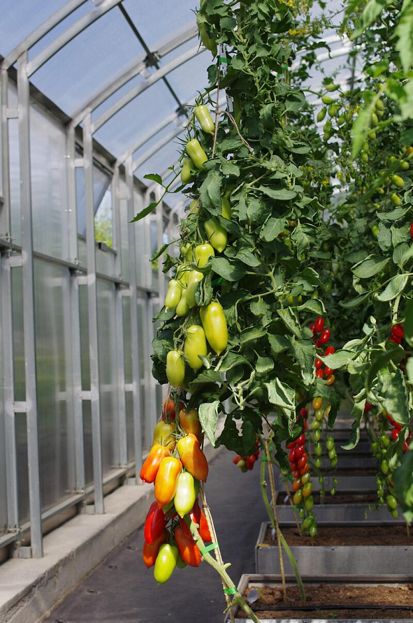 Партнер Томат ЦАРСКОЕ ИСКУШЕНИЕ F1 ^(10шт) 2-ной пак, изображение 1