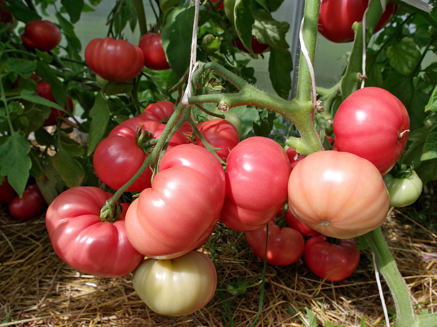 Партнер Томат СКВОРЕЦ F1 ^(0,1гр) 2-ной пак, изображение 6