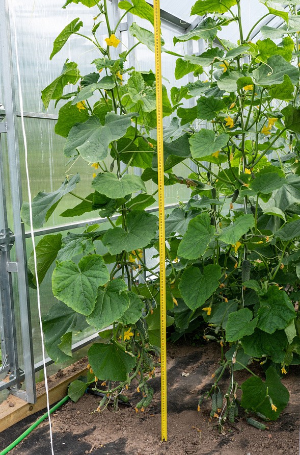 Партнер Огурец БИНГО F1 ^(5шт, изображение 2