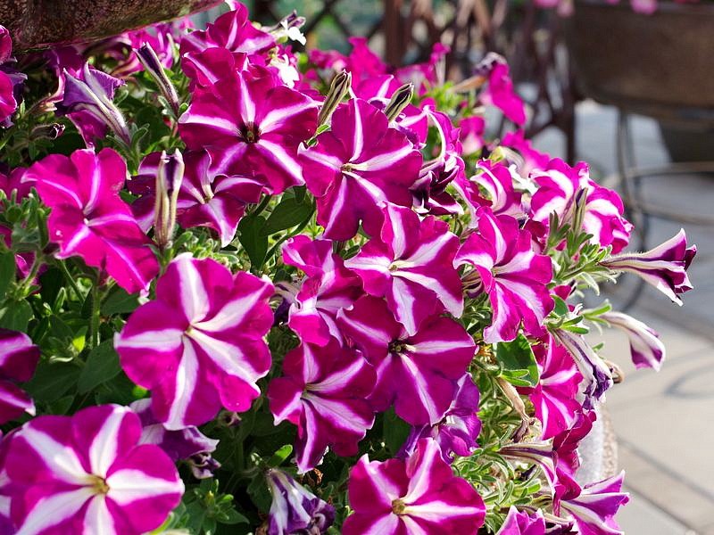 Партнер Петуния серия "Мон Амур" ЭСТЕЛЬ F1 / многоцветковая прямостоячая^(5шт в амп), изображение 4