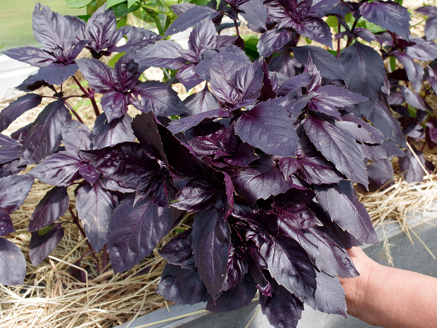 Партнер Базилик РОЗИ фиолетовый ^(1г), изображение 3