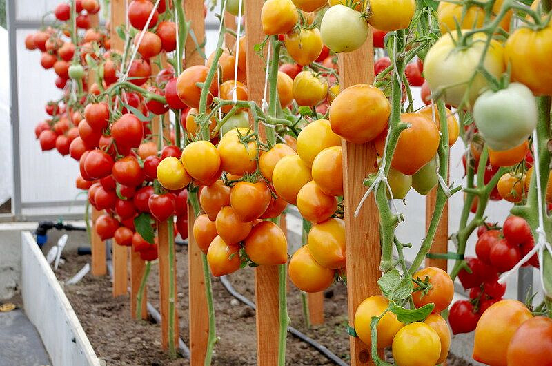 Партнер Томат ЗОЛОТАЯ МИЛЯ F1 ^(0,05г) 2-ной пак, изображение 11