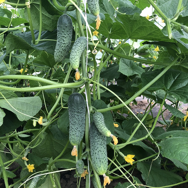 Партнер Огурец ГОША F1 ^(5шт), изображение 2