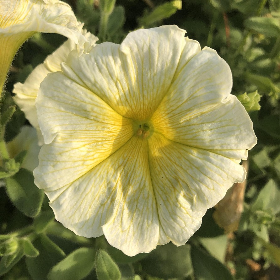 Партнер Петуния серия "Итальянка" ФУЛЬВИЯ F1 / многоцветковая каскадная^(5шт в амп), изображение 4