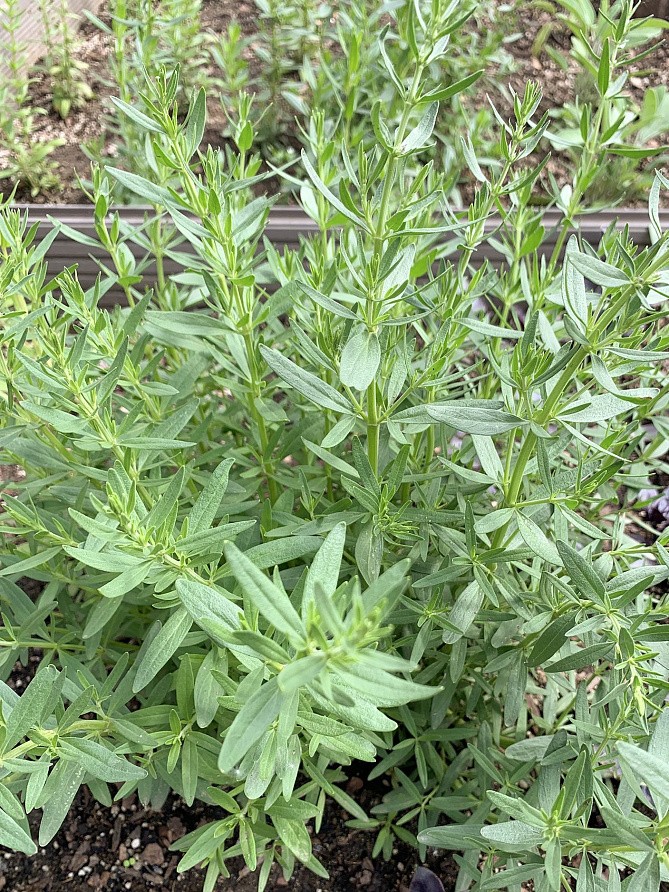 Партнер Иссоп ЛЕКАРЬ ^(0,5г), изображение 4