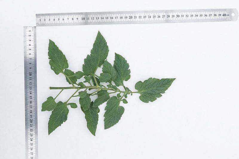 Партнер Томат ЧЕРРИВЕРА F1 ^(5шт) 2-ной пак, изображение 1