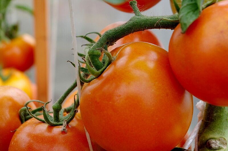 Партнер Томат ОРАНЖЕВАЯ МАМА F1 ^(0,05г) 2-ной пак, изображение 4