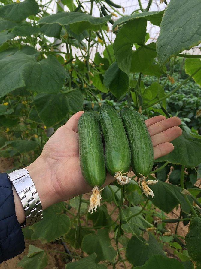 Партнер Огурец КОН АМОР F1 ^(5шт), изображение 1