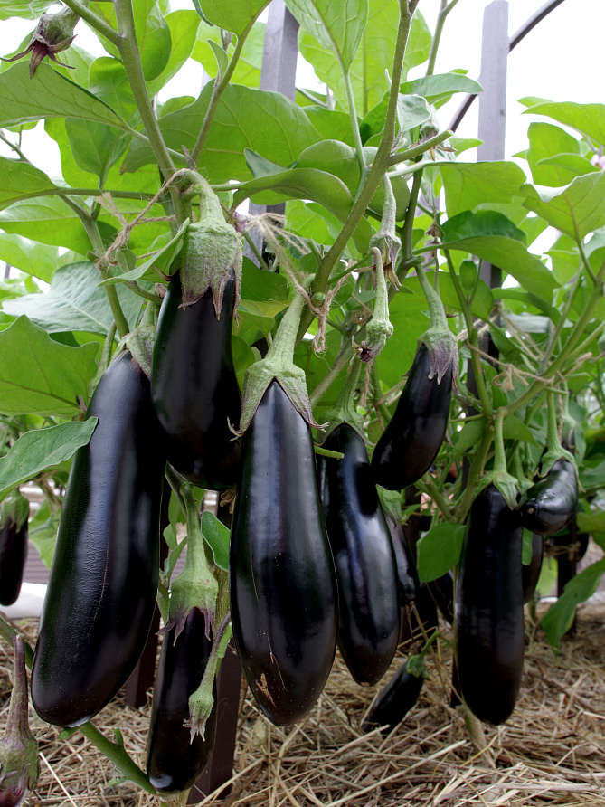 Партнер Баклажан СЕВЕРНЫЙ ИНДИГО F1 ^(10шт) 2-ной пак, изображение 2