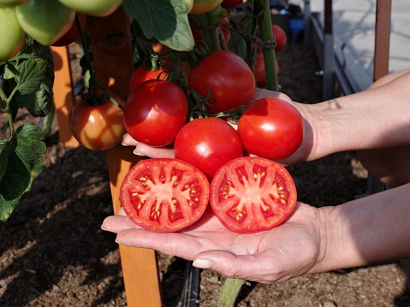 Партнер Томат КУРТИЗАНКА F1 ^(0,05г) 2-ной пак, изображение 1