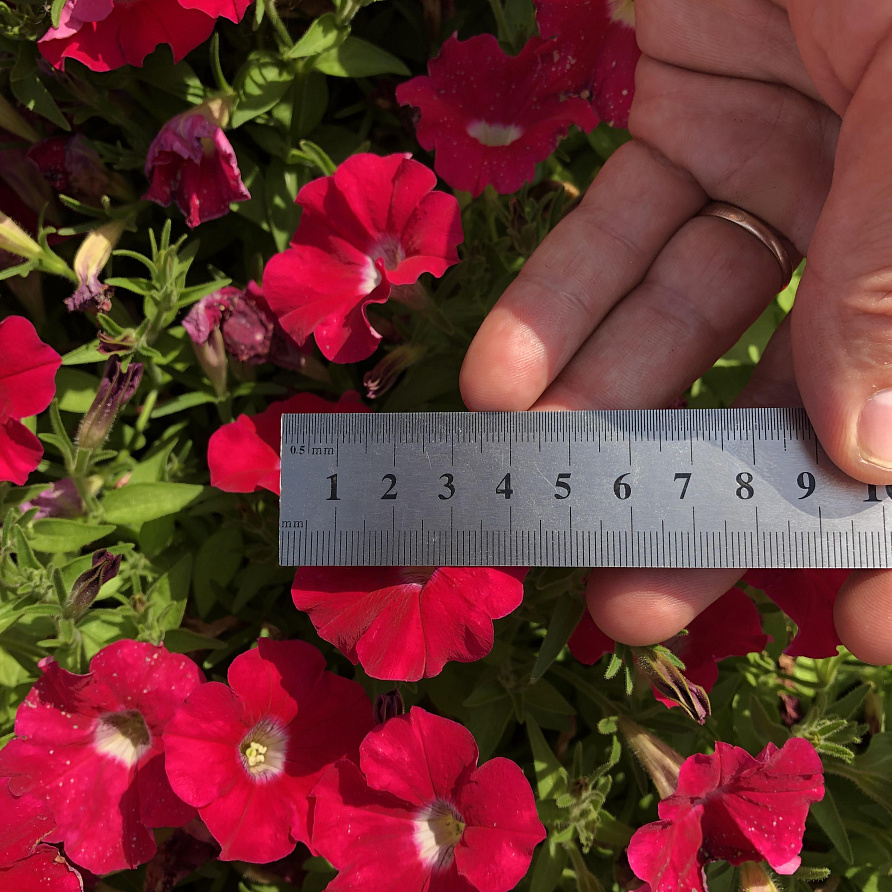 Партнер Петуния серия "Мими" ПАОЛА F1 / многоцветковая каскадная^(5шт в амп), изображение 4